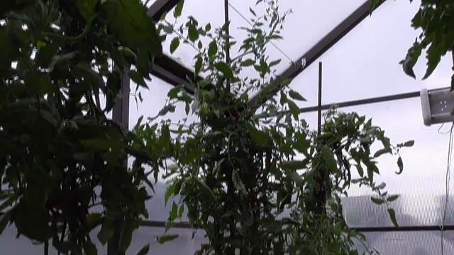 Самые лучшие томаты! Коллекционный томат Говядина с куста №322 - урожайный, вкусный, красивый! смотреть онлайн