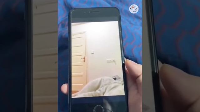 Смешные животные #148.mp4 смотреть онлайн