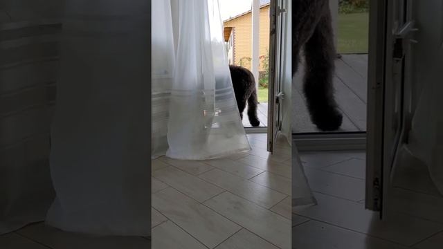 Мытьё лап после прогулки смотреть онлайн