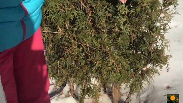 защита туи от солнечных ожогов смотреть онлайн