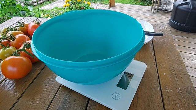 Томат Магнус F1. Убираю томаты с ОГ.Ленинградская обл. 31августа. смотреть онлайн