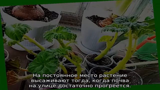 Бегония ампельная