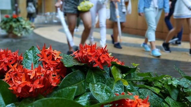 【FHD】 Lumix DMC-LX100 【 End of Summer 2016 】 смотреть онлайн
