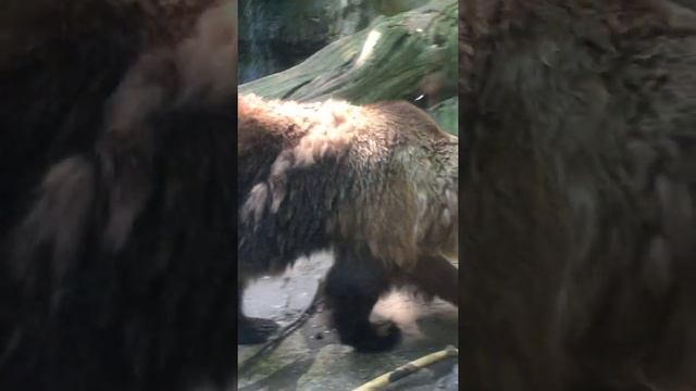 Funny bear #bear#shorts смотреть онлайн