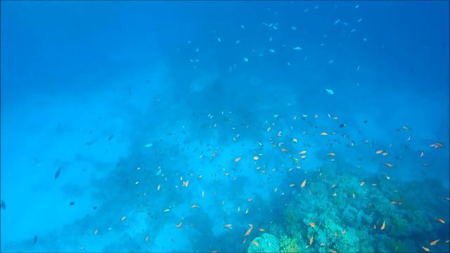 Остановка с купанием на яхте Ш.Э.Ш. 2014 смотреть онлайн