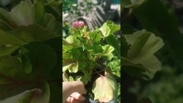 АКЦИЯ! в группе ВК. Пеларгония Австралиан пинк( AUSTRALIEN PINK ) смотреть онлайн