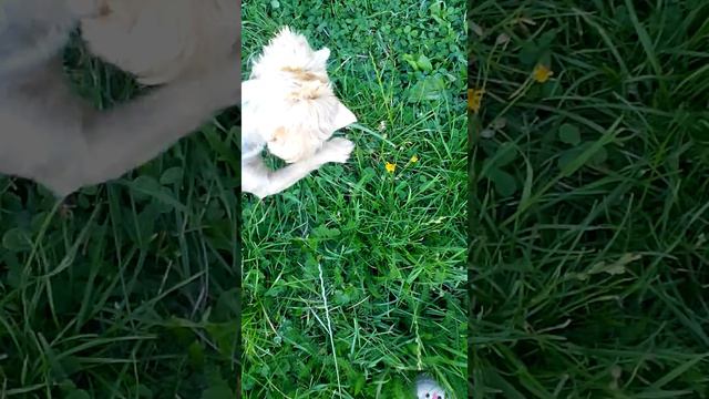 Йоркширский терьер Vs саранча! Кто же выиграет? Интересно?😉 Тогда смотрите до конца