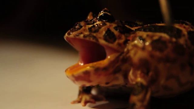 Чакская рогатка. Лягушка огонь! смотреть онлайн