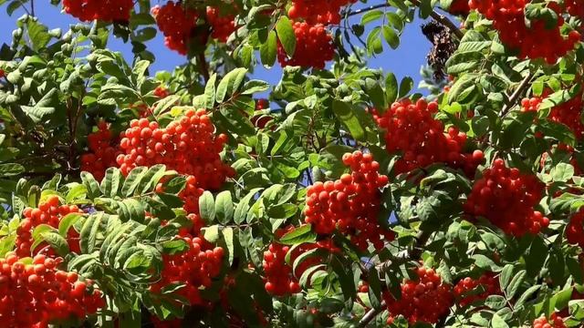 #Осень. #Золотой #саксофон. #Музыка для #души. #Autumn. #Gold #saxophone. #Best. Music For The Soul