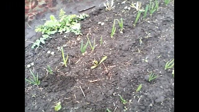 Севок обрезать или нет? Секреты большого урожая лука смотреть онлайн