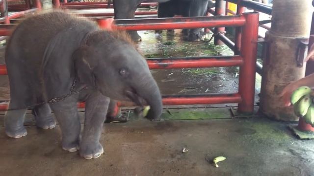 Слоненок, Тай смотреть онлайн