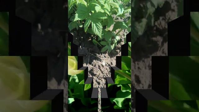 Обзор тюльпанов на даче .Моя малина.Конкурс на канале. 9.05.2021. Всех с праздником 9мая и днём смотреть онлайн