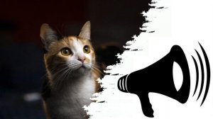 Очень громко мяукает кошка | Громкий звук для поиска и вызова кота