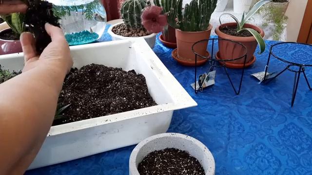 Композиции из суккулентов, это просто ! смотреть онлайн