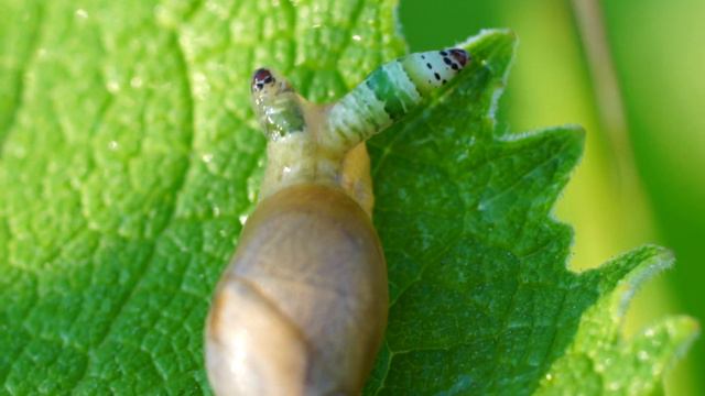 Улитка зомби. смотреть онлайн