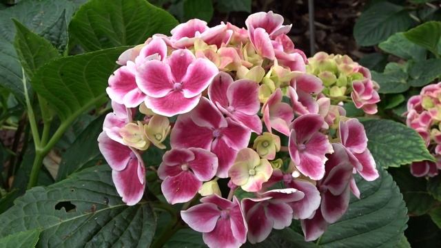 Hydrangea macrophylla Star-Line Series ´Saturn´ смотреть онлайн