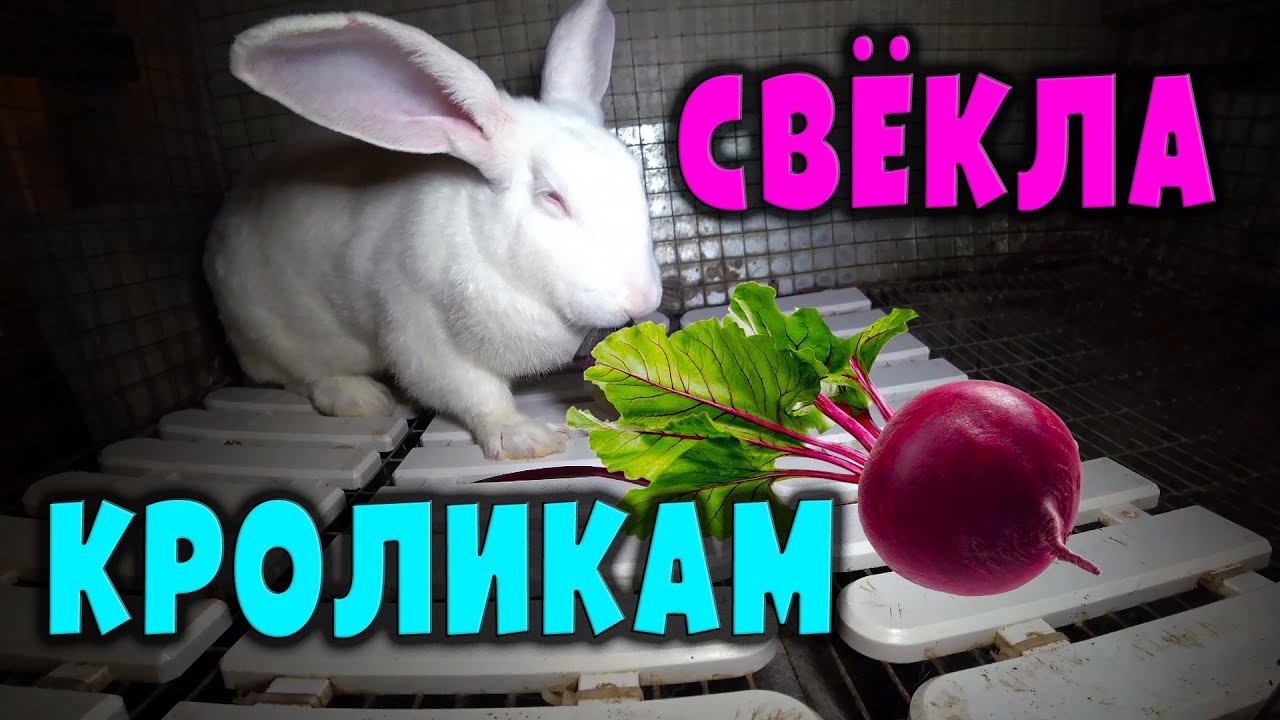 Кормление кроликов: Свёкла / Польза или вред? смотреть онлайн