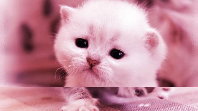 Коты захватили мир смотреть онлайн