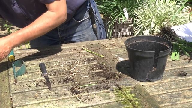 DIVIDING & REPOTTING AGAPANTHUS