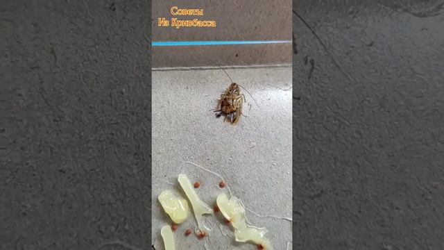 Сколько Живёт Таракан? смотреть онлайн