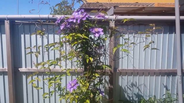 Çarkıfelek Yetiştiriciliği Passiflora Hopi Garden смотреть онлайн