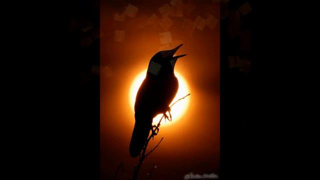 Соловьи поют заливаются, но не все приметы сбываются. А твои слова не забудутся, сбудутся(наброски) смотреть онлайн