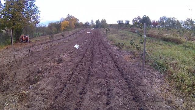 Черный орех ( Juglans nigra ) . Высев черного ореха на подвой и не только... смотреть онлайн