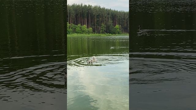 Утки победили смотреть онлайн