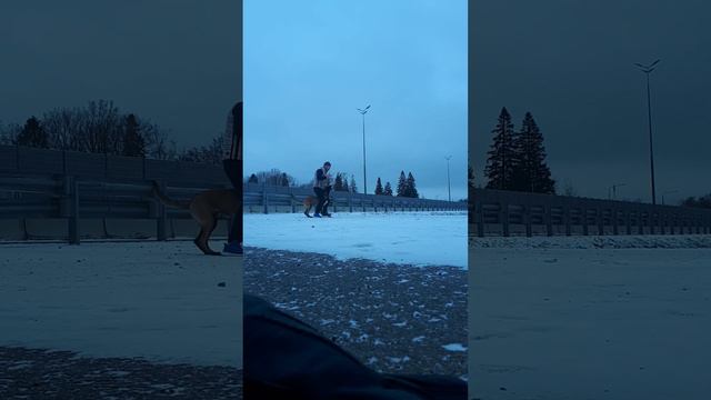 малинуа(закрепляем передвижения в месте с повыхенным источником шума) смотреть онлайн