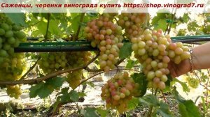 Ультраранний виноград Дынька- 25 июля 2023 года, уже есть мускат и приятный сахар во вскусе. Пузенко