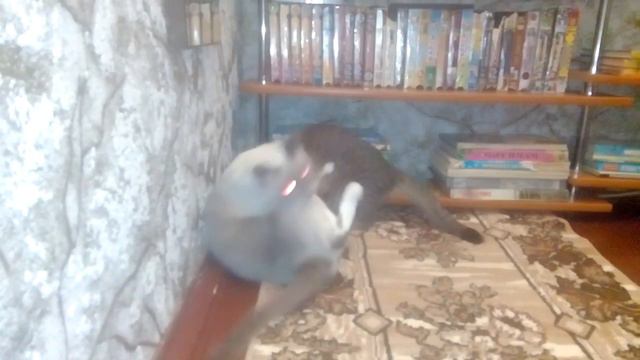 бой котов ))))