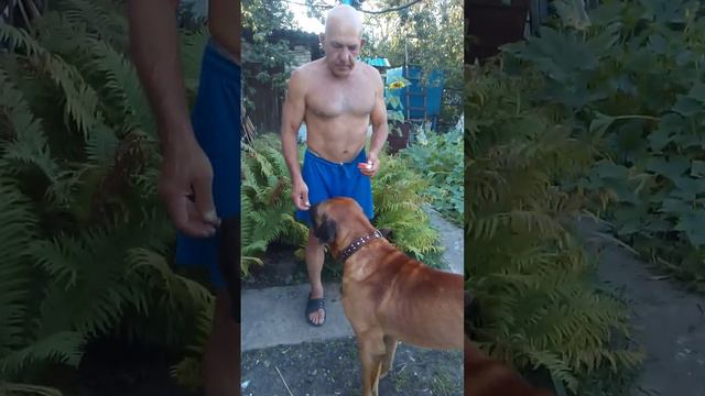 Тоса Ину. Честер попробовал арбуз, теперь ищет кому родину продать ещё за кусочек! смотреть онлайн