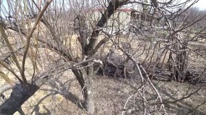 Правильная обрезка ВОЛЧКОВ. Дерево гонит много жировиков/волчков, что с ними делать.