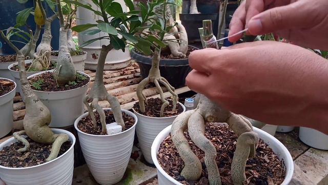 Tips Grafting Adenium 3 Warna Di Bonggol Unik смотреть онлайн