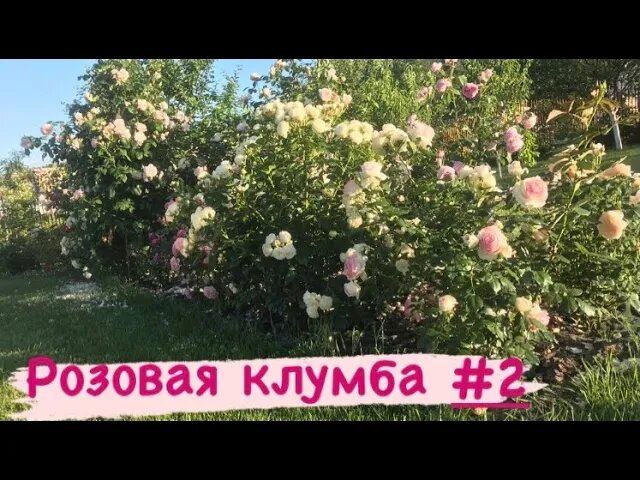 РОЗОВАЯ КЛУМБА #2 ? Обзор.mp4 смотреть онлайн