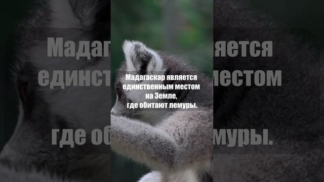 Где обитают лемуры? #shorts смотреть онлайн