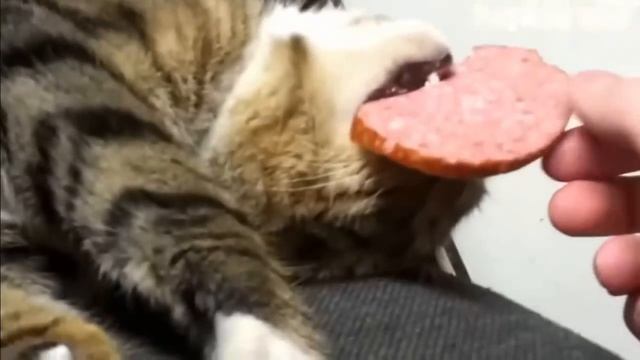 вещий сон кота смотреть онлайн