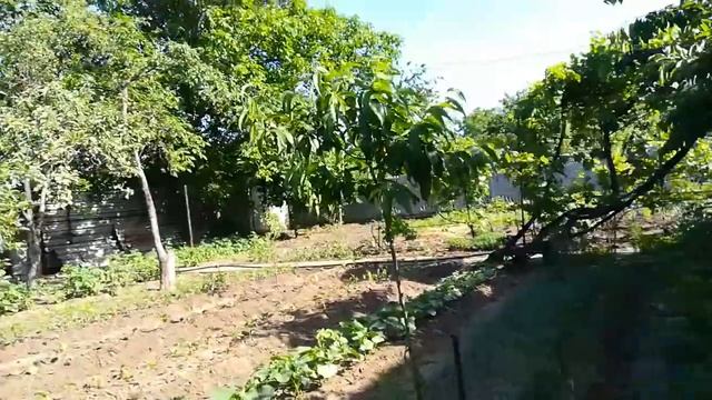 Хелат Меди? VS ?Парша на яблунях. смотреть онлайн