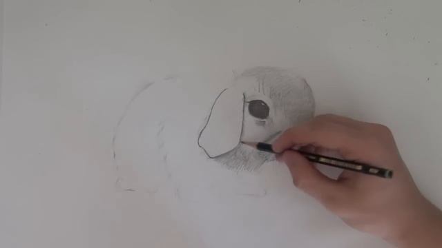 Как нарисовать кролика / How to draw rabbit смотреть онлайн