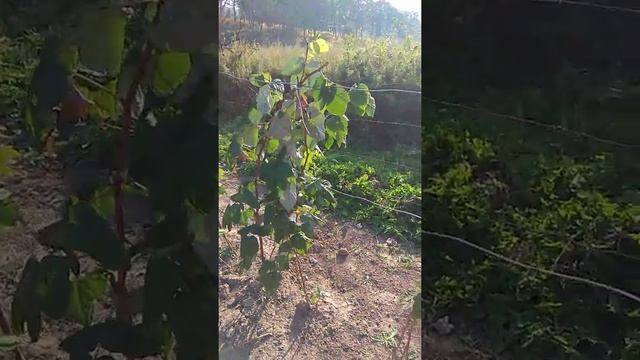 Малина сорта " Шапка Мономаха" 2019 смотреть онлайн