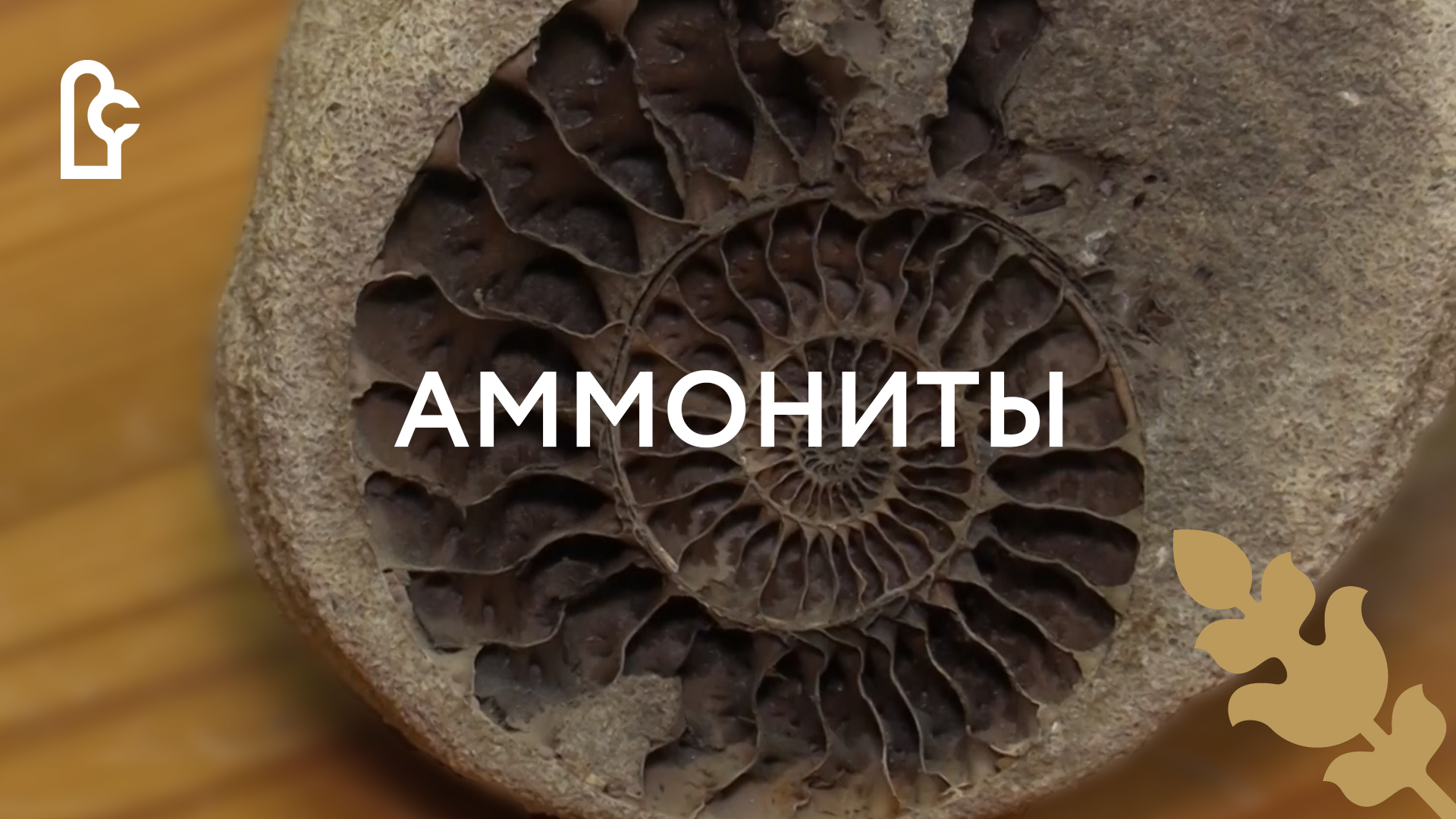 Аммониты смотреть онлайн