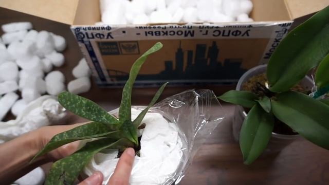 ПОСЫЛКА с ОРХИДЕЯМИ:Paphiopedilum concolor и Cattleya смотреть онлайн