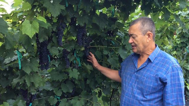 Мукузани 2019 Уссурийск ЛПХ Макаревич смотреть онлайн