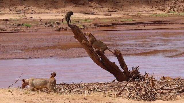 Baboons Dying In a Lion Jaw смотреть онлайн