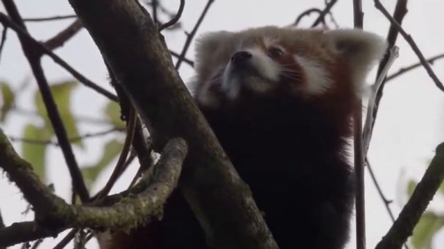 Panda Rojo, Panda Menor (Ailurus Fulgens) | Datos Curiosos De Animales