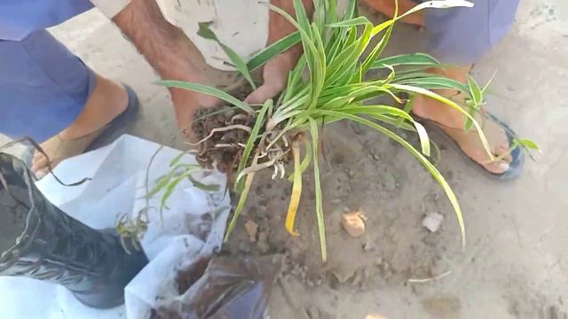 How to grow spider and asparagus plants in tower Planters | Chlorophytum plant vs Asparagus plants смотреть онлайн