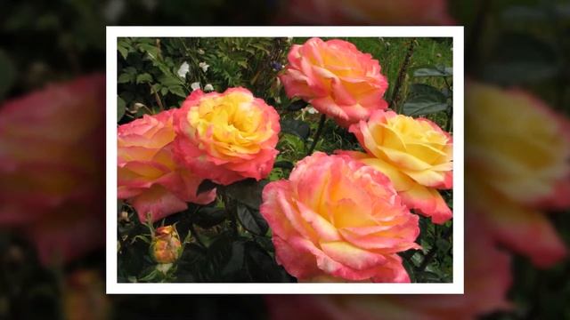 Pullman Orient Express Rose