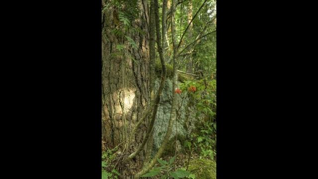 Loviisassa vihertää @Loviisa @Finland смотреть онлайн