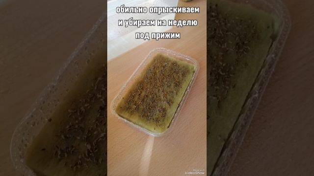 Как посеять #петрушку! Свежая, сочная #зелень будет у вас на столе каждый день! Подписывайся и 👍 смотреть онлайн