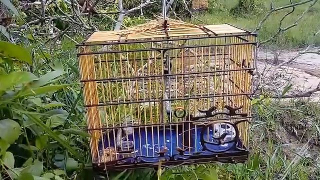 curio ragnarok São Miguel смотреть онлайн